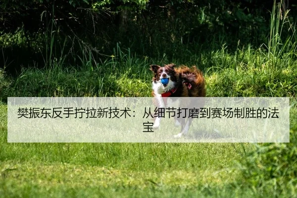樊振东反手拧拉新技术：从细节打磨到赛场制胜的法宝